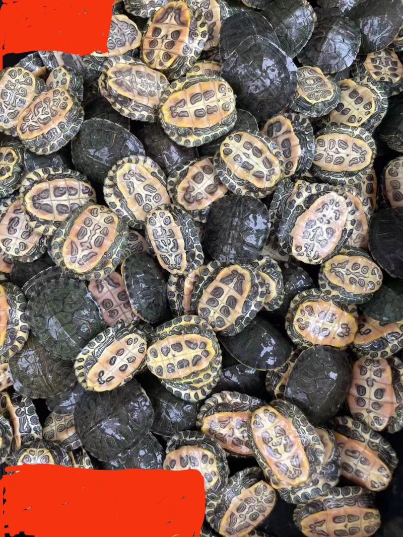 巴西龟1-2两