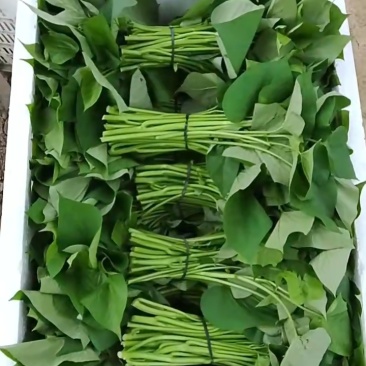番薯叶25-30厘米,0.5斤左右一把