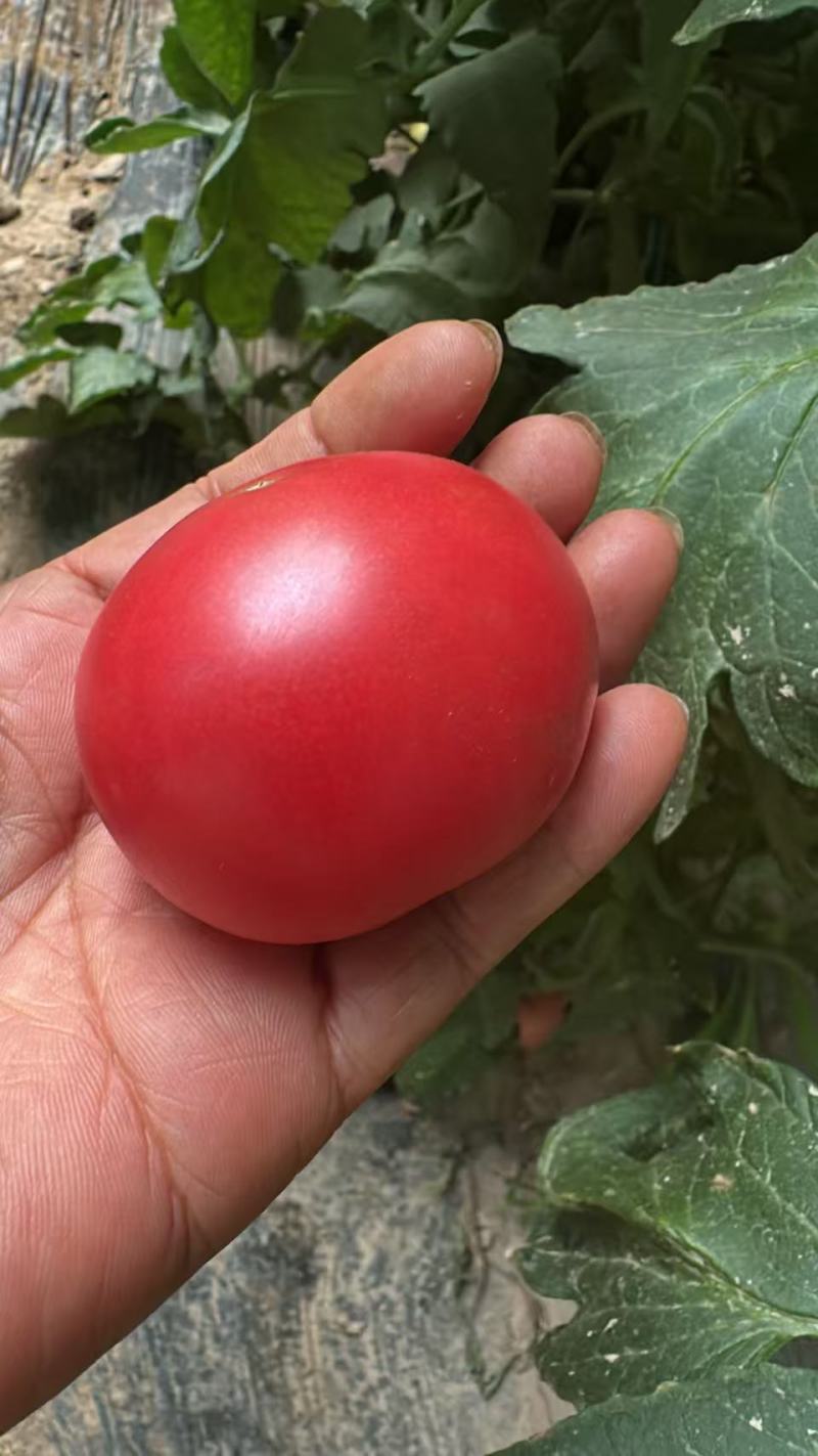 西红柿一箱10斤，单果2-3两，纸箱包装