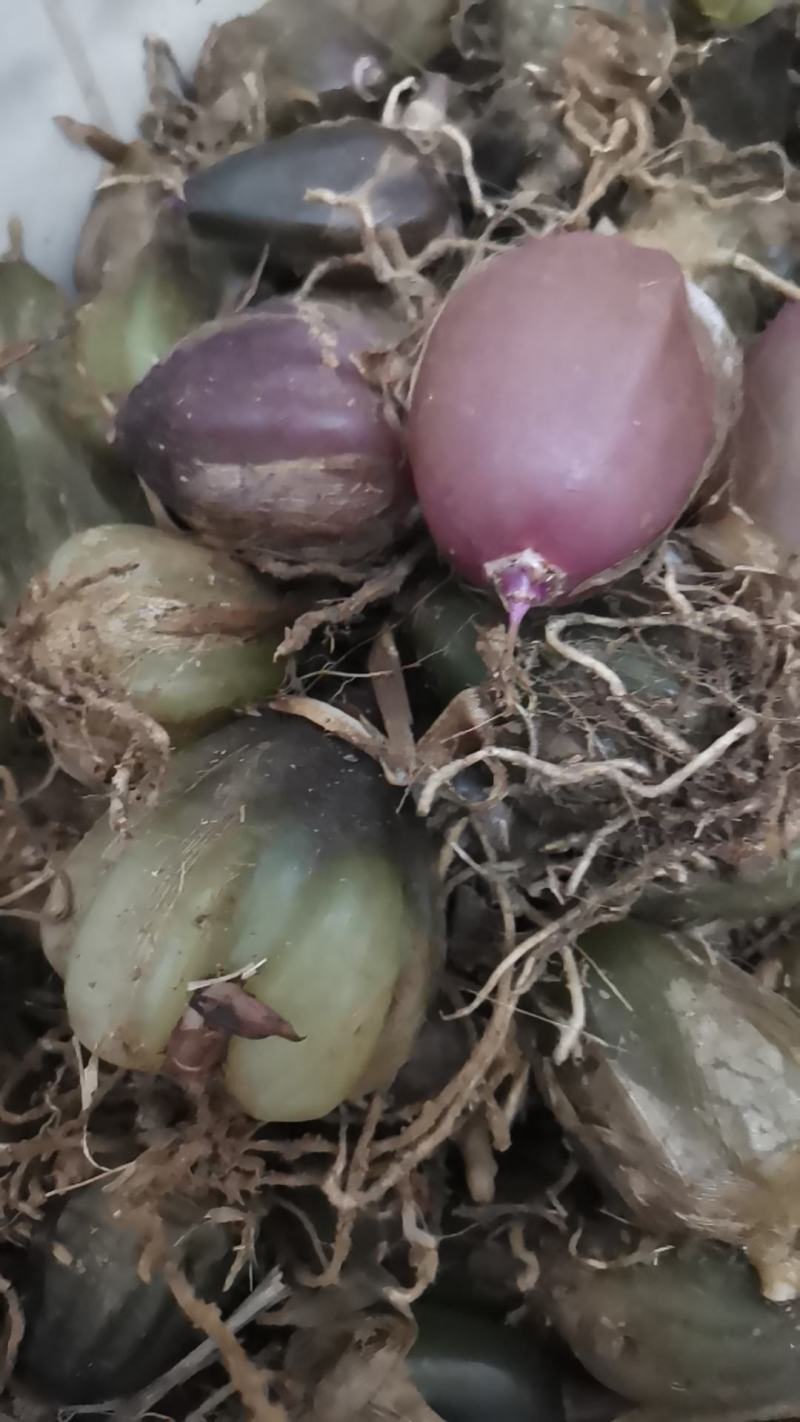 石仙桃统货