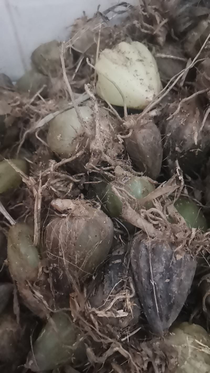石仙桃统货