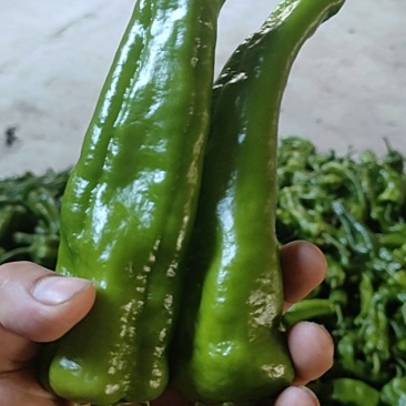 鲜辣椒