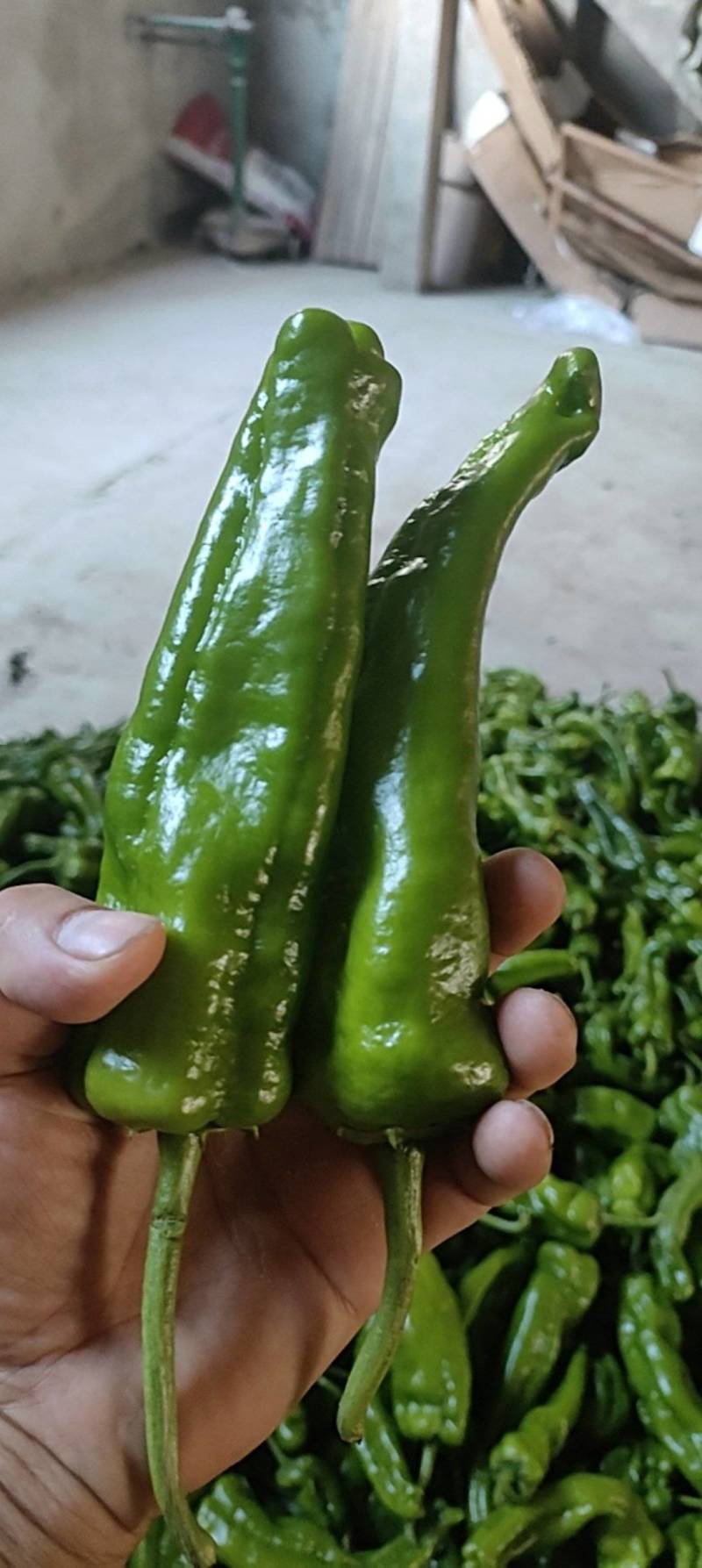 鲜辣椒