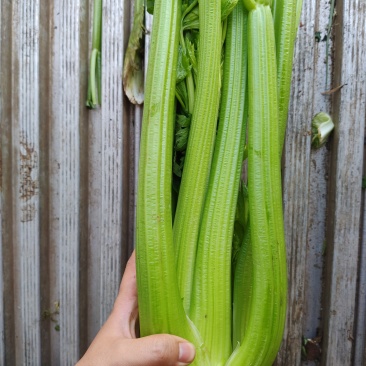 西芹