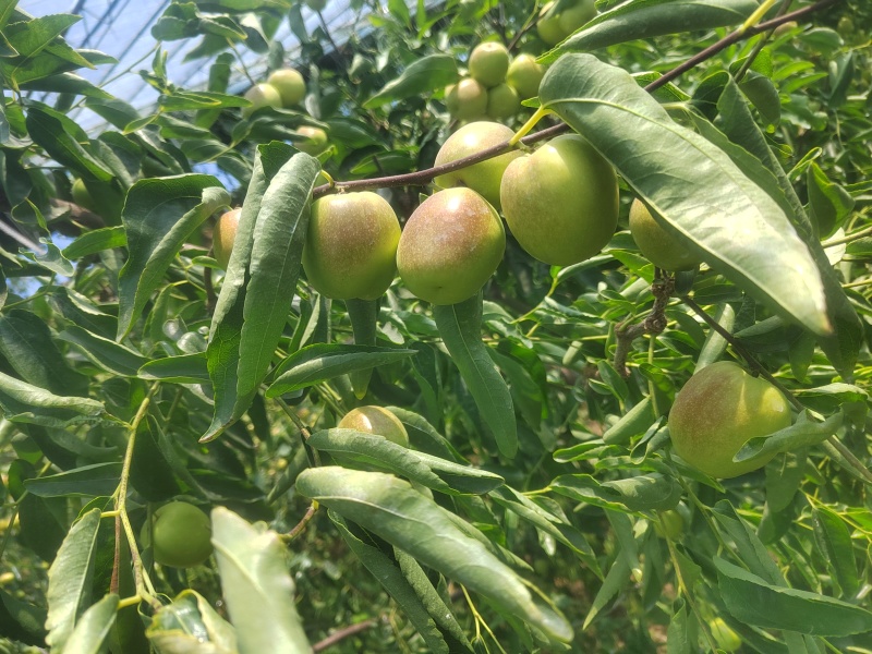 大荔冬枣拐一以上，手抓直口占比80%
