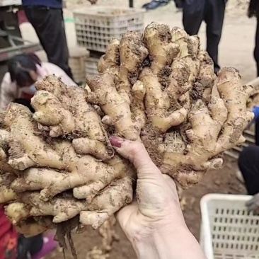 生姜