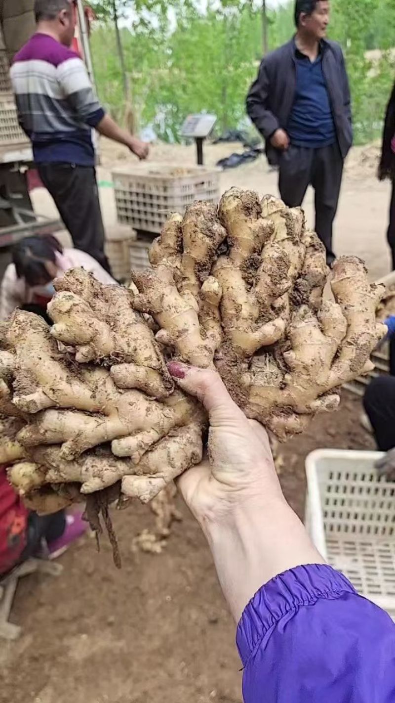 生姜