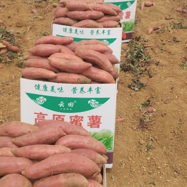 西瓜红