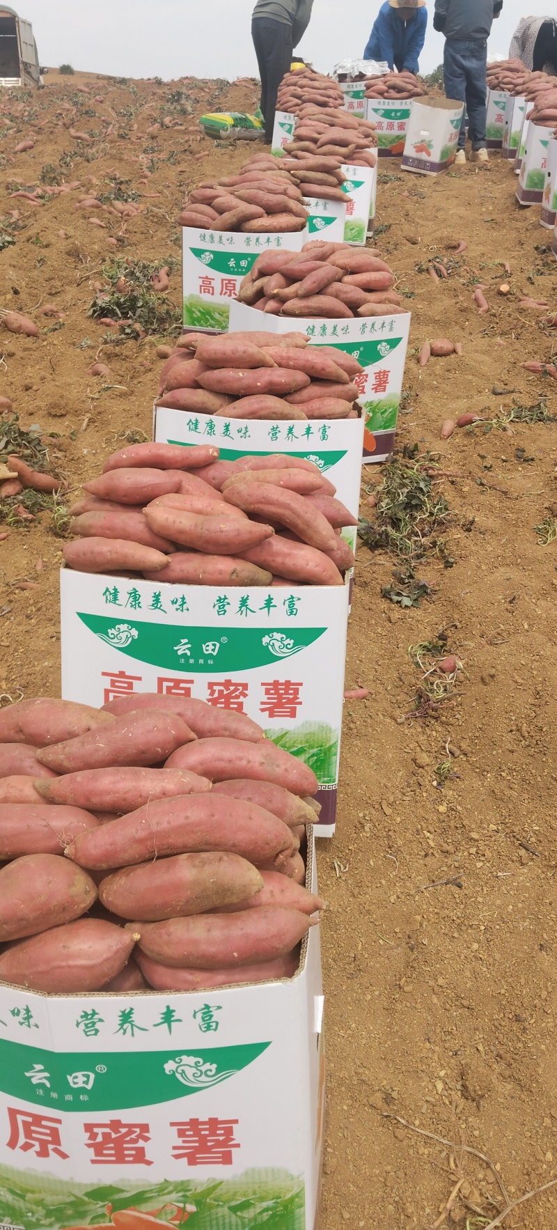 西瓜红
