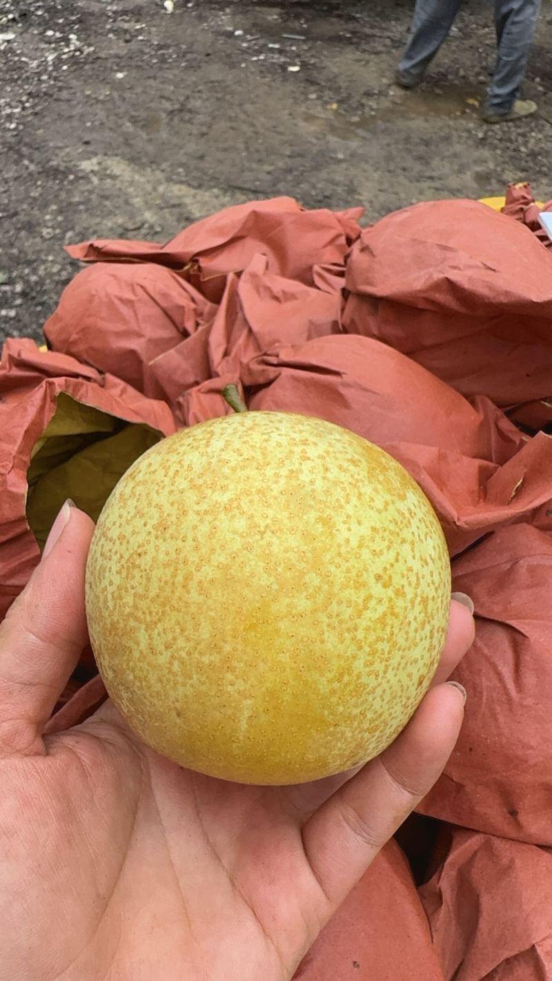 桂花梨