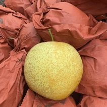 桂花梨