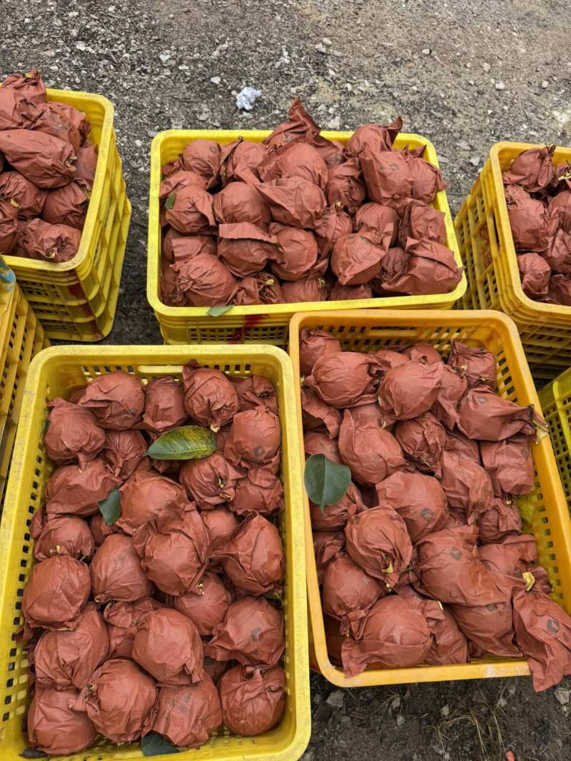 桂花梨