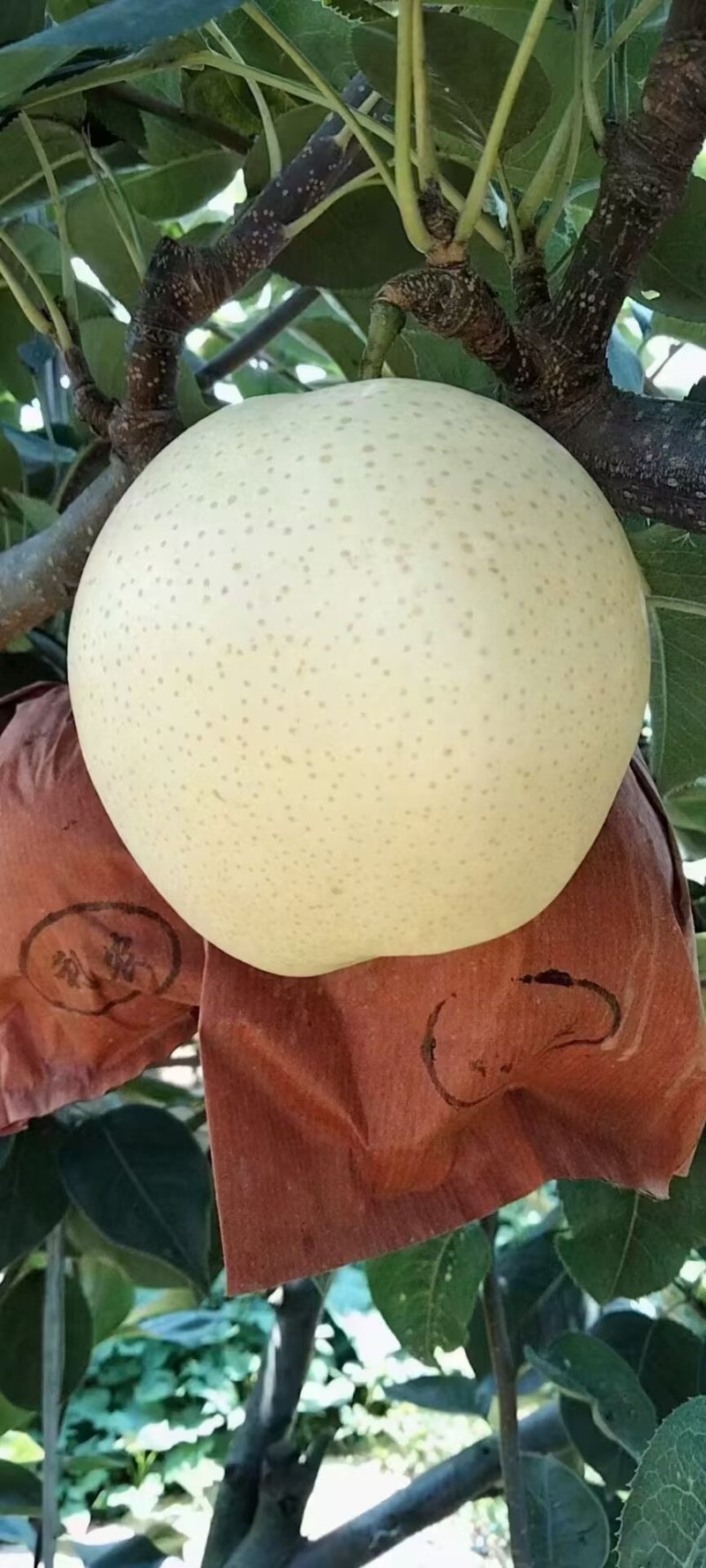 黄金梨单果6-9两，一箱10-20斤
