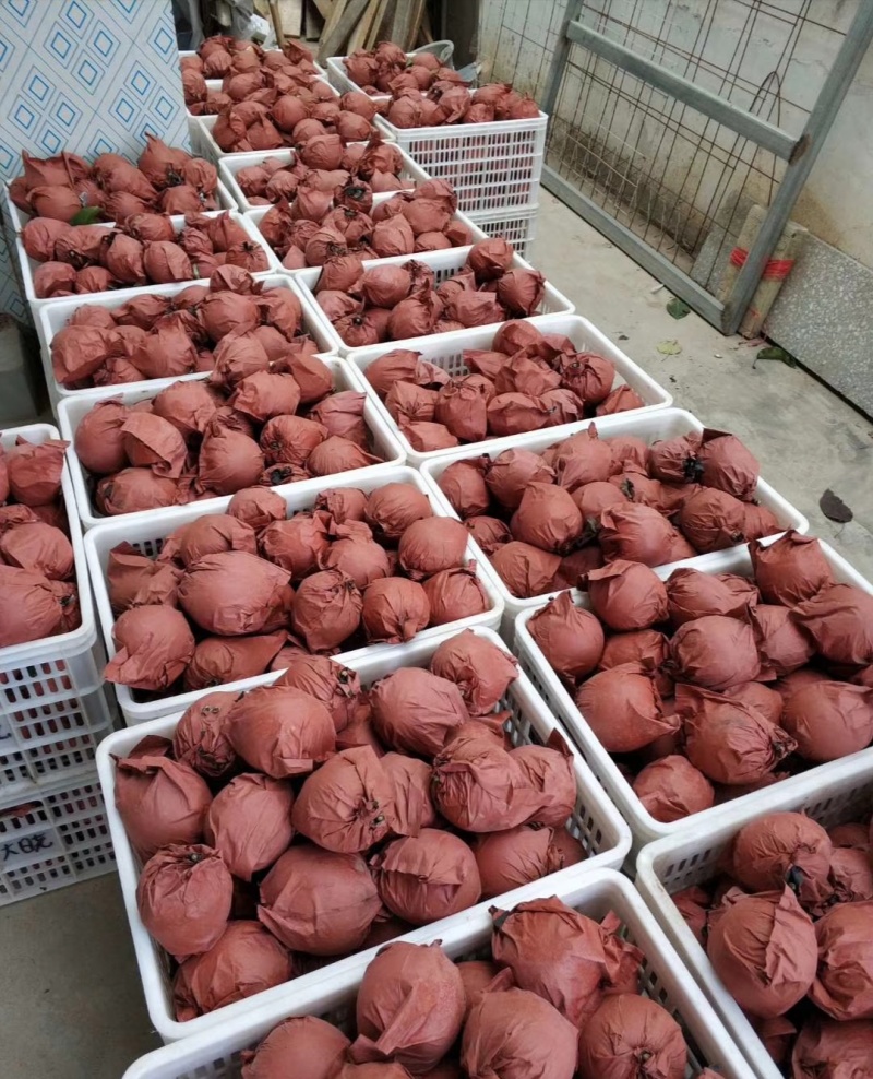 黄金梨单果6-9两，一箱10-20斤