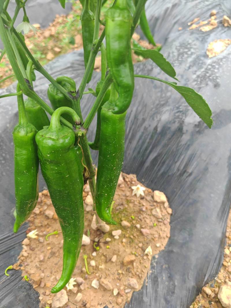鲜辣椒