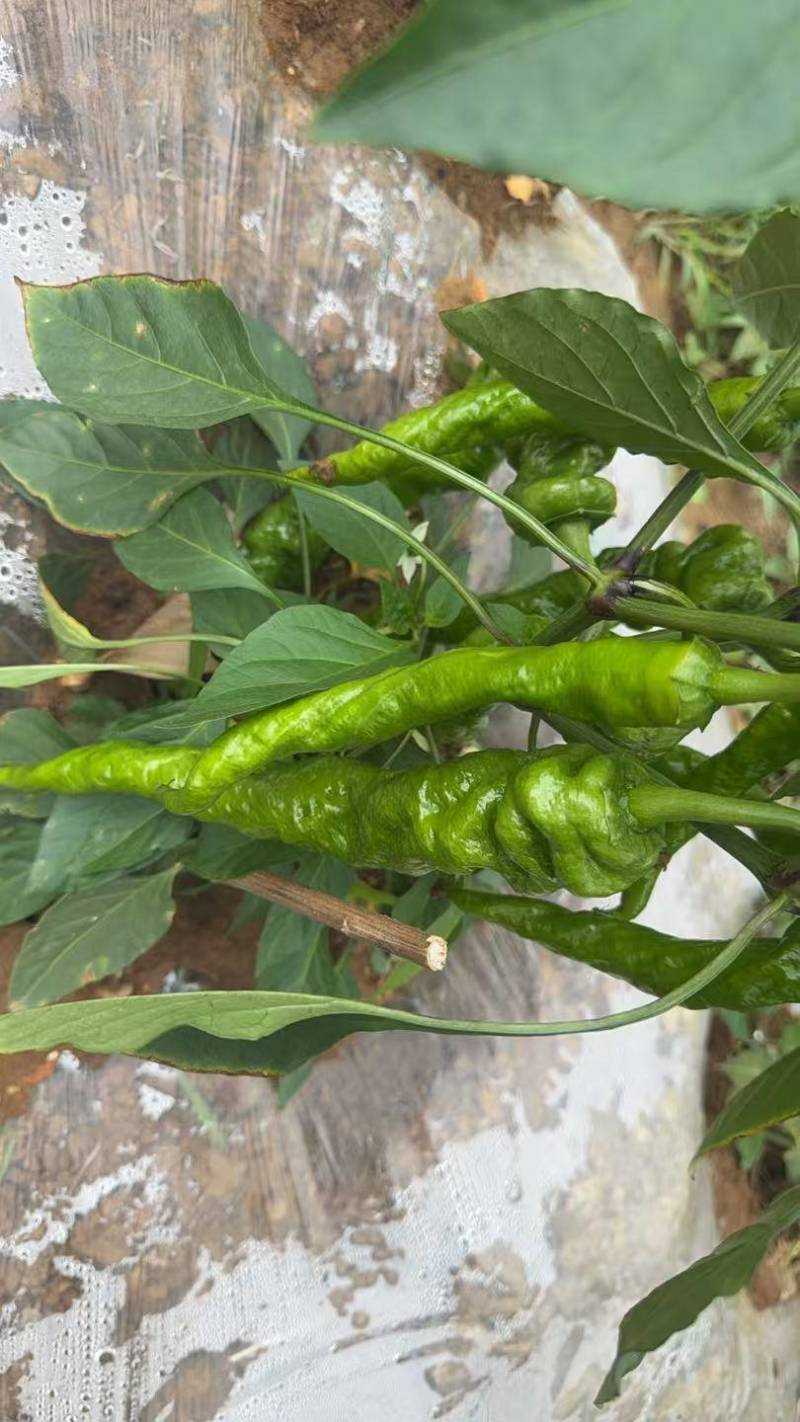 鲜辣椒