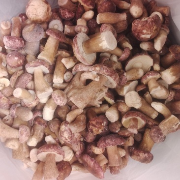 牛肝菌精选