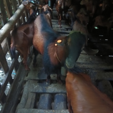 羊肉