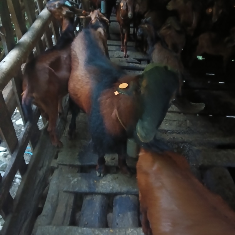 羊肉