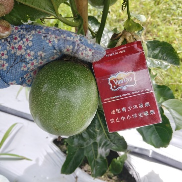 台农一号百香果一箱45斤，一车4000斤，中果2元/斤，