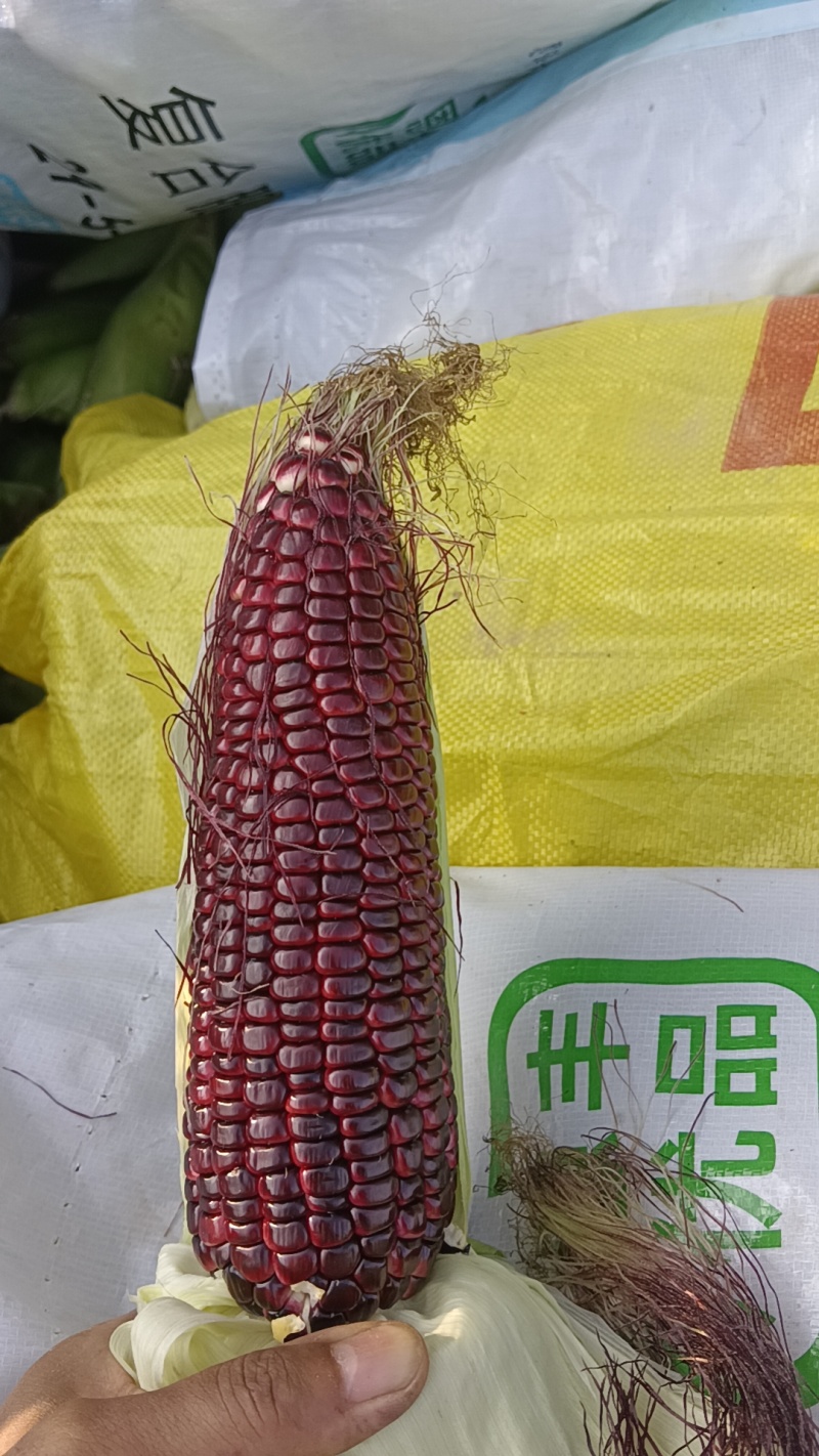 黑糯玉米一袋50棒装