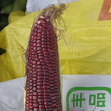 玉米一袋50棒装