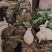 兔子2~6斤