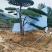 松树正常苗