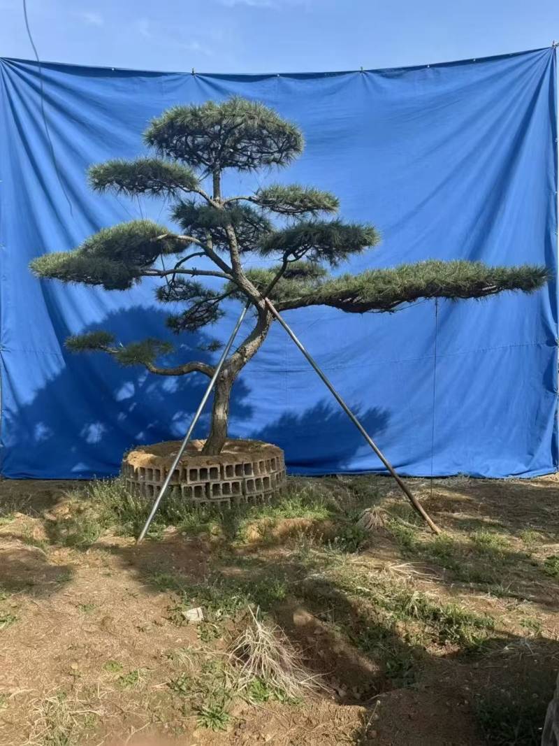 松树正常苗