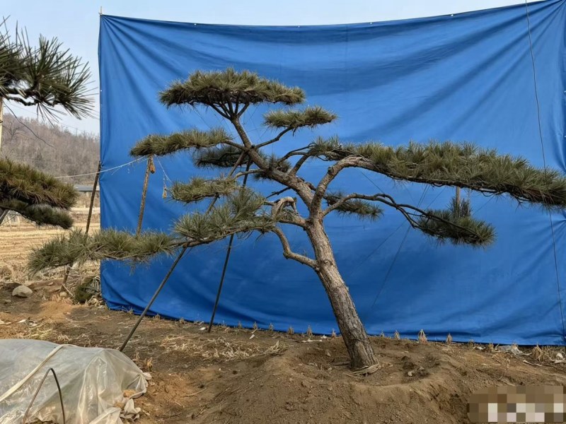 松树正常苗
