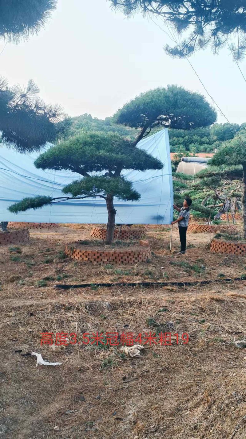松树正常苗
