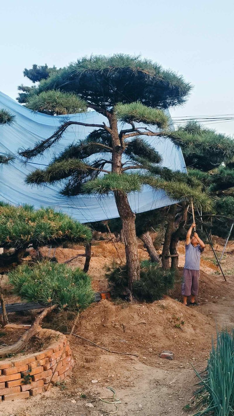 松树正常苗