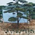 松树正常苗