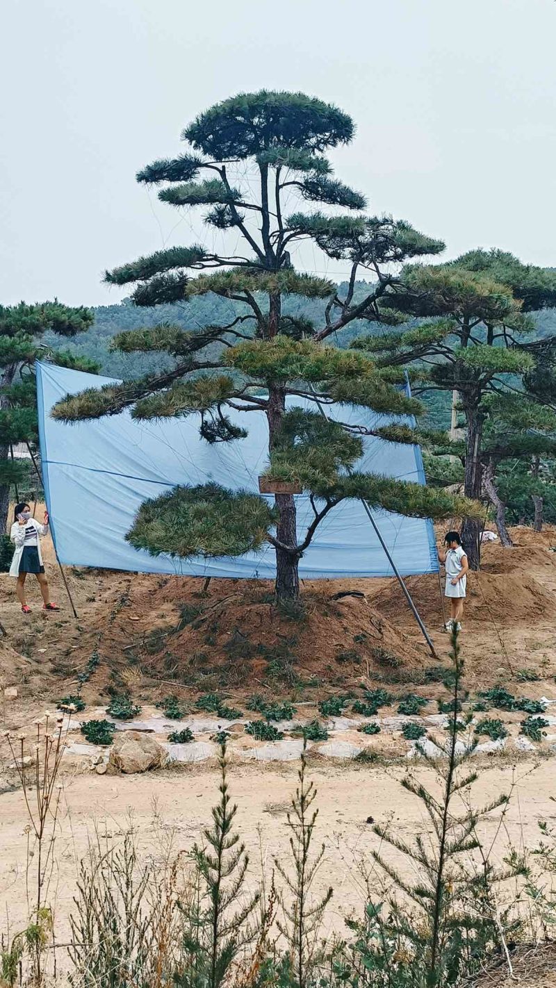 松树正常苗