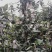 翠冠梨3-6两