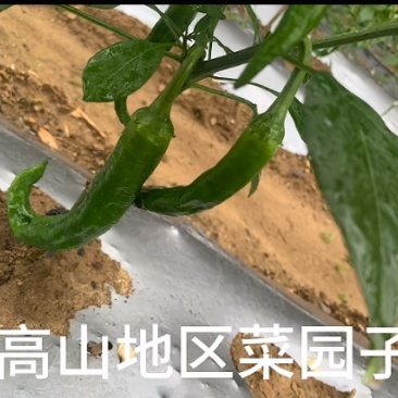 鲜辣椒