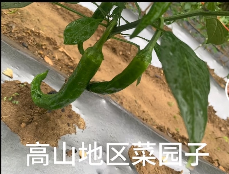 鲜辣椒