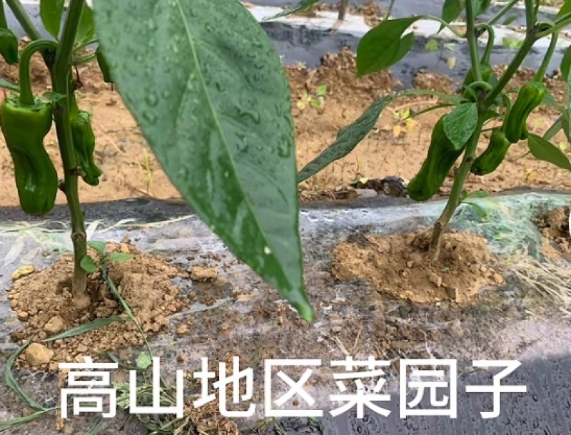 鲜辣椒