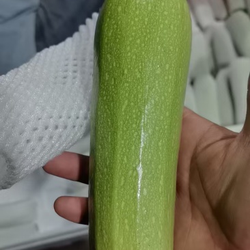 西葫芦