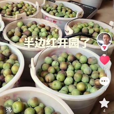 半边红李子