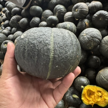 贝贝南瓜三两到六两电商货/六两起通货