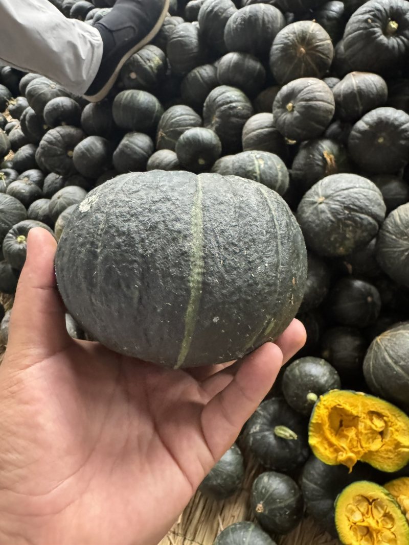 贝贝南瓜三两到六两电商货/六两起通货