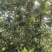 苹果