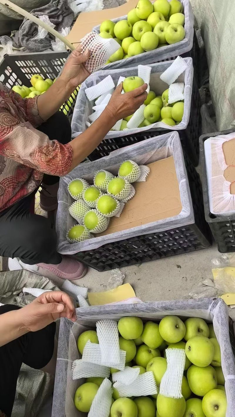 华硕苹果华硕青苹果
