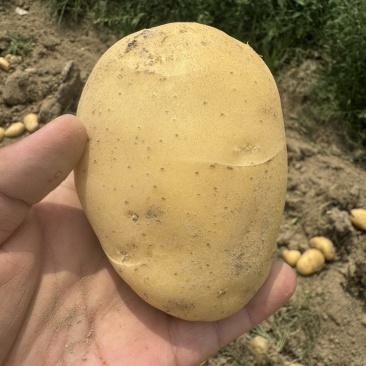 土豆2-4两中货/2两起通货/3两起通货