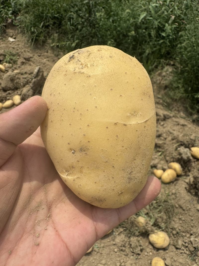 土豆2-4两中货/2两起通货/3两起通货