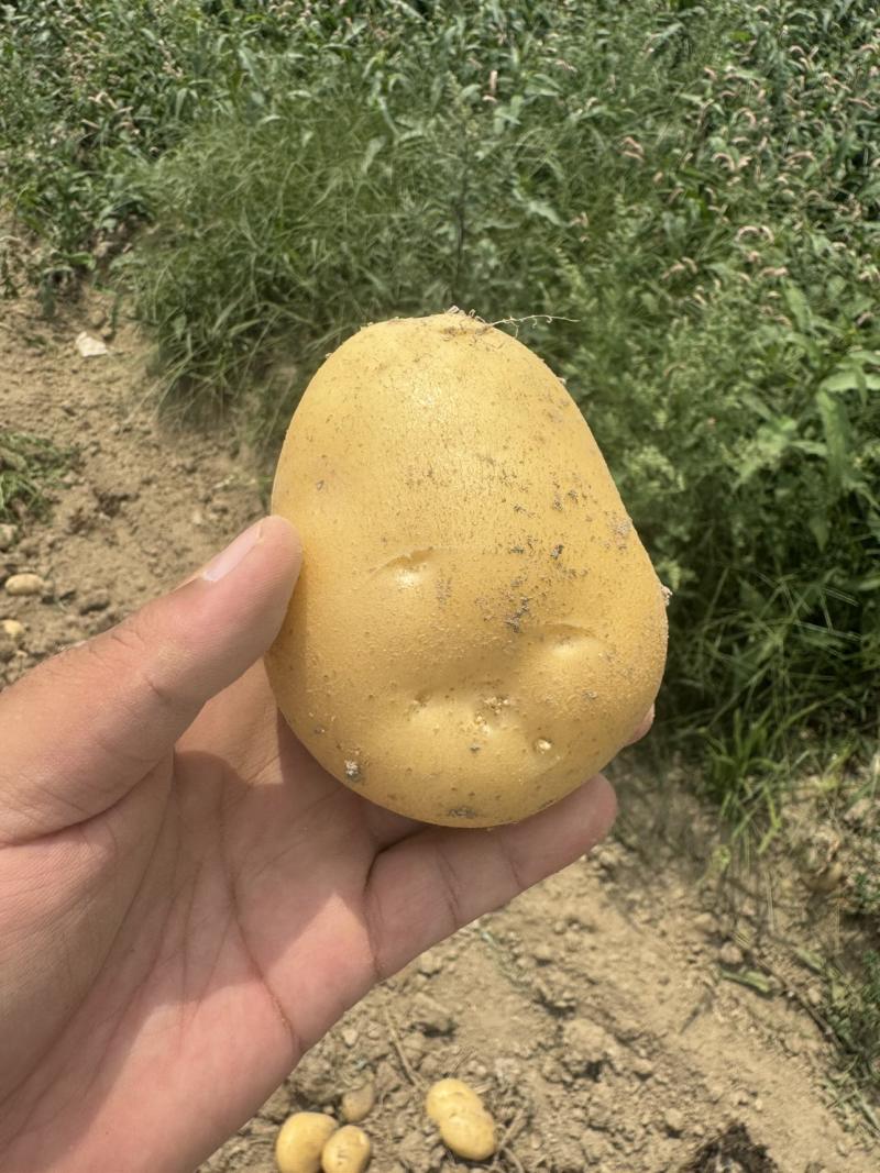 土豆2-4两中货/2两起通货/3两起通货