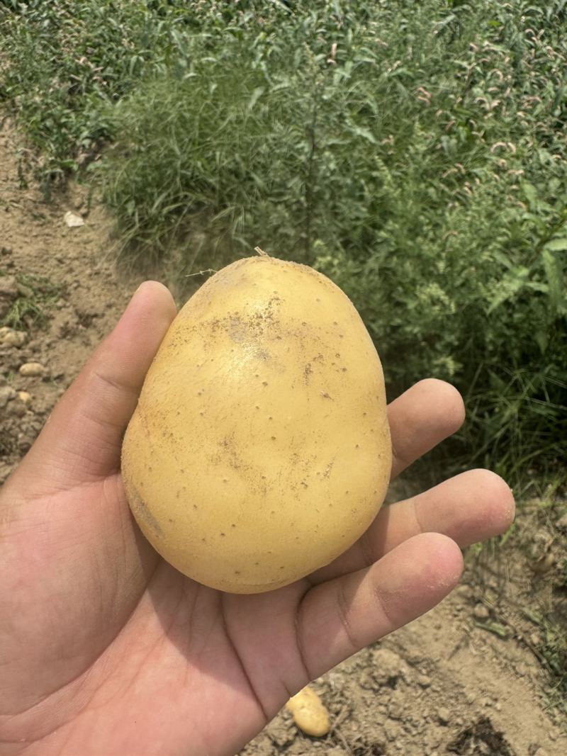 土豆2-4两中货/2两起通货/3两起通货