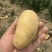 土豆2-4两中货/2两起通货/3两起通货