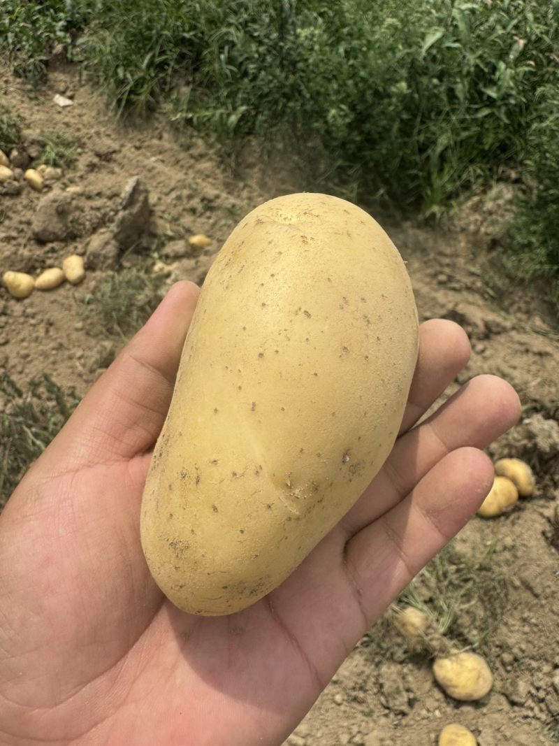 土豆2-4两中货/2两起通货/3两起通货